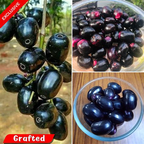 jamun thai kg fruit plant  tech gardens