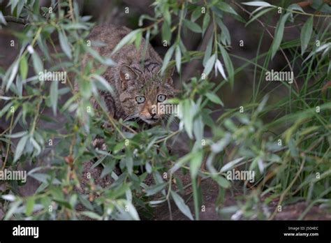 European Wild Cat Cats WildCat WildCats Stock Photo - Alamy