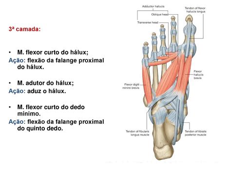 Anatomia Topogr Fica Dos Membros Inferiores Ppt Carregar