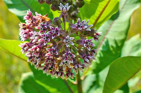 Milkweed Growing Guide How To Grow Asclepias Gardeners Path