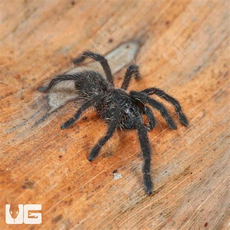 Big Black Earth Tiger Tarantula For Sale Underground Reptiles