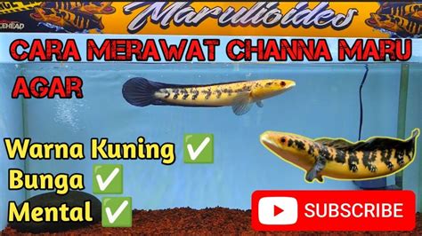 Tips Merawat Ikan Channa Maru Yellow Sentarum Dari Cm Sampai Mutasi