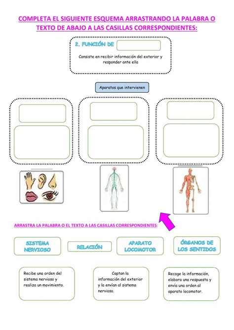 Actividad De Tema 2 Las Funciones Vitales Para 3o Primaria Images