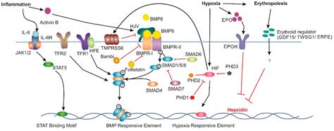 Hepcidin function, hepcidin mechanism & diseases associated with hepcidin disorder