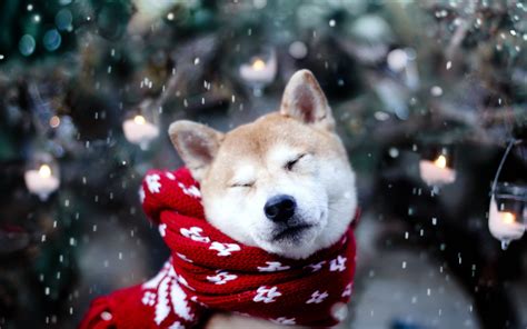 🔥 [46+] Christmas Wallpapers with Dogs | WallpaperSafari