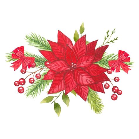 Red poinsettia, watercolor hand drawn 13653154 Vector Art at Vecteezy