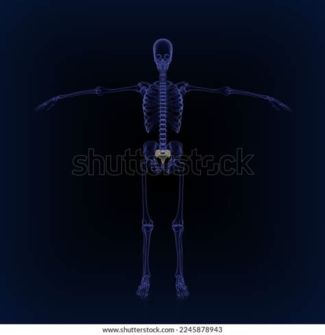 Human Sacrum Bone Anatomy Medical Illustration3d Stock Illustration ...