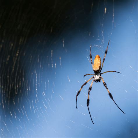 Orb Weaver Spider Damon Texas