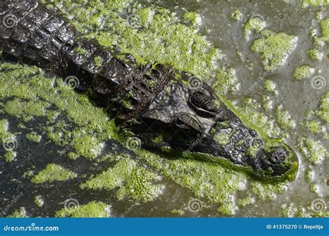 Cayman / Alligator Stock Photo - Image: 41375270