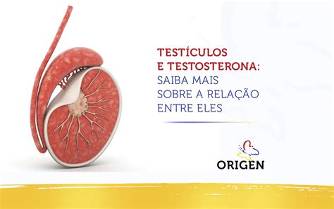 Testículos e testosterona saiba mais sobre a relação entre eles