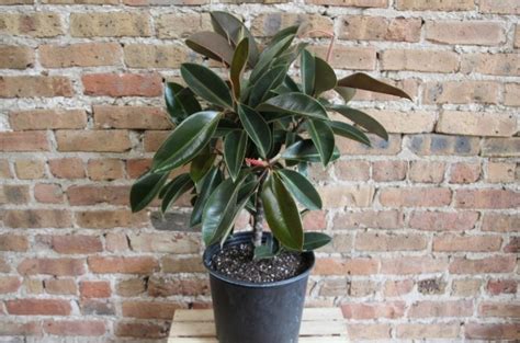 Фикус: 4 вида, как выбирать и ухаживать — Бэби.ру