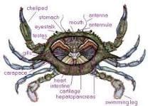 Anatomy of the Crab Diagram | Quizlet