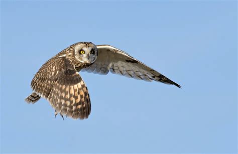 Short-eared Owl Facts, Distribution, Habitat, Call, Pictures)