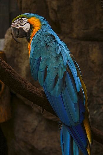 Hyacinth Macaw Hd Phone Wallpaper Pxfuel