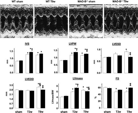 Changes In Cardiac Morphology And Function In Sham Operated And