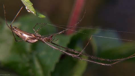 Long Jawed Orb Weaver T Elongata North American Insects Spiders