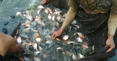 Cara Budidaya Ikan Bawal Di Kolam Terpal Kamu Sudah Tahu Ayo Bertani