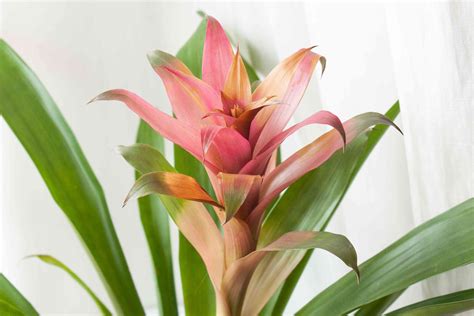 houseplants safe for cats 3