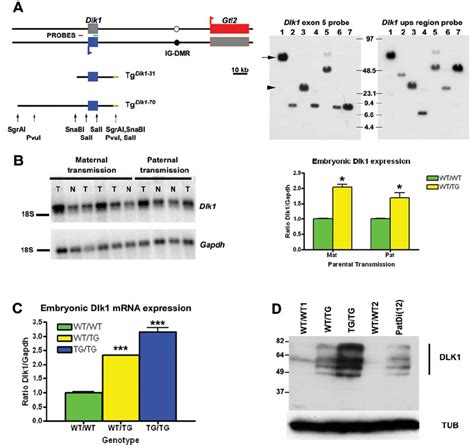 Generation Of Dlk1 Transgenic Mice A Two Different Bac Transgenes