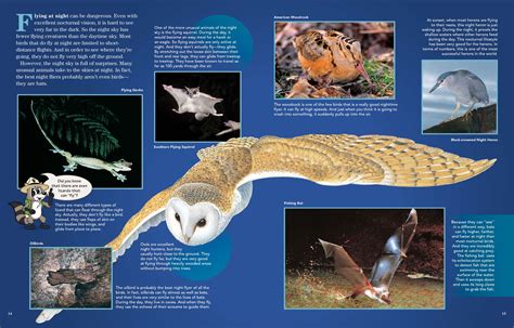 Nocturnal Birds Honduras