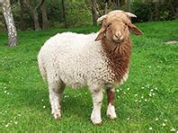 Sheep Breeds – New Zealand Sheepbreeders Association