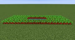 Beetroot Seeds – Minecraft Wiki