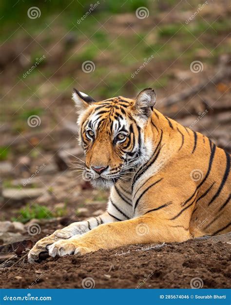 Eye Level Shot Of Wild Male Bengal Tiger Or Panthera Tigris Close Up Or Portrait With Eye