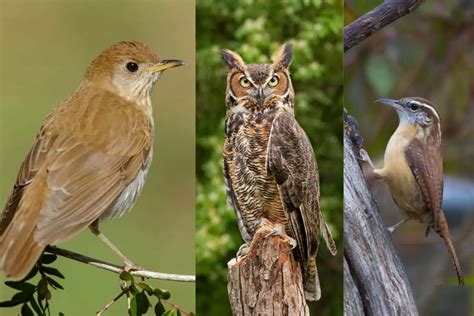 20 Types Of Brown Birds With Photos Bird Feeder Hub