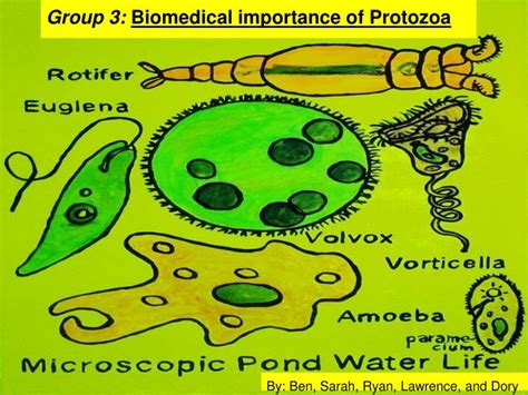 Ppt Group 3 Biomedical Importance Of Protozoa Powerpoint Presentation Id1900002