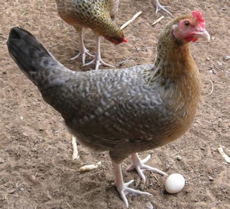 Chicken Breed Focus Old English Game Backyard Chickens