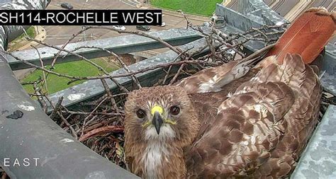 Hawk seen nesting under TxDOT camera in Irving