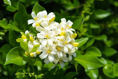 How To Grow Jasmine Flowers At Home - Bioweed