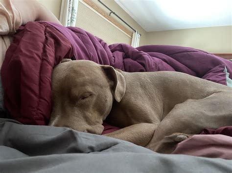 Cold cuddly hippo! : r/velvethippos