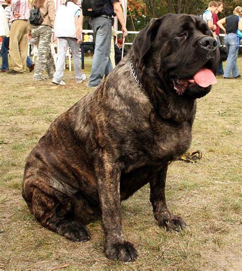 Brindle Mastiff Breeds | PETSIDI