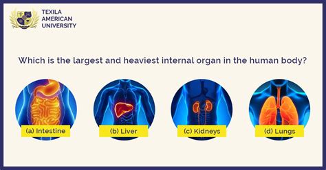 What's the Heaviest Organ in the Human Body