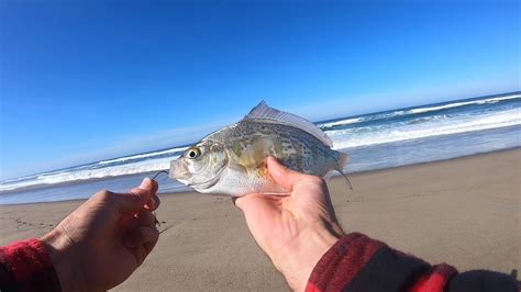 Horsefall Beach Surf Perch Fishing Oregon Coast Youtube