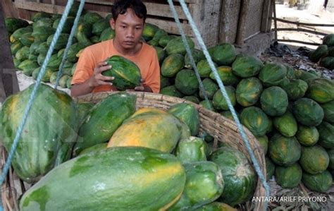 Peluang Jumbo Berkebun Pepaya Bangkok 1