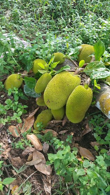 Warisan Petani Tanaman Nangka Nangka Siam