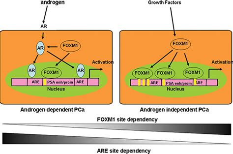 Foxm1 Promotes The Progression Of Prostate Cancer By Regulating Psa