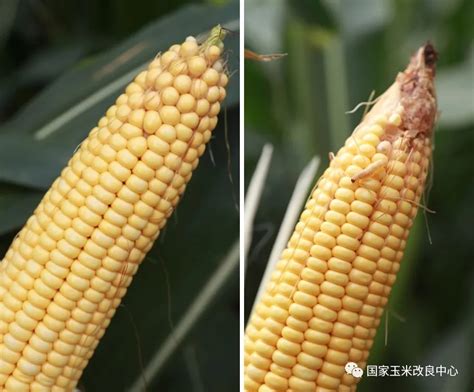 中国农业大学培育的抗虫玉米获农业转基因生物安全证书要闻资讯种业商务网