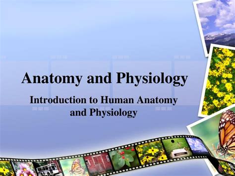 Ppt Anatomy And Physiology Powerpoint Presentation Free Download