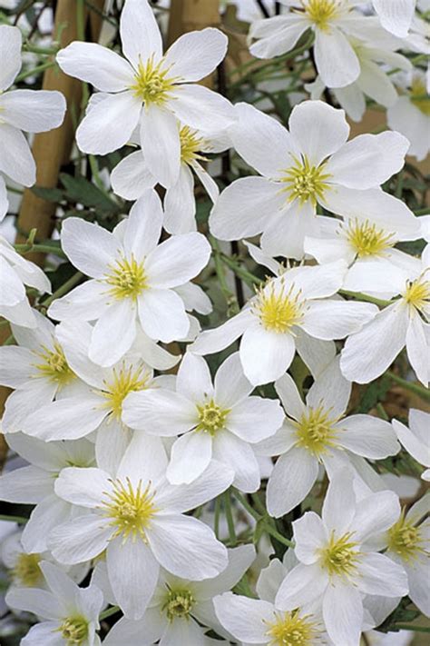 Buy Avalanche Evergreen Clematis | FREE SHIPPING | Wilson Bros Gardens