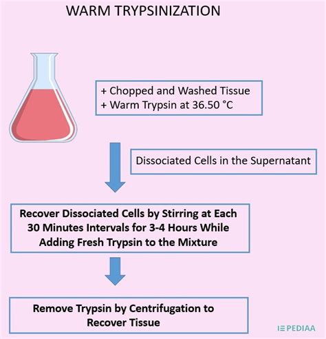 What Is The Difference Between Warm And Cold Trypsinization Pediaa