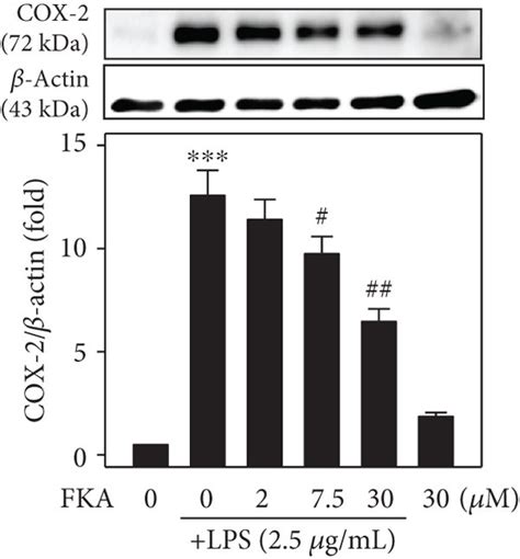 Lps Stimulated Ros Levels Nfκb Activation And Inos Cox 2 Tnf α And