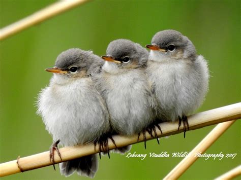 Birds of Ladakh