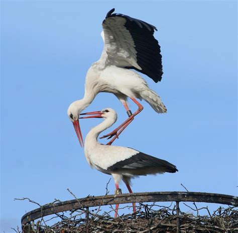 Wozu Gibt Es Sex Biologen Erklären Das Tierreich Welt