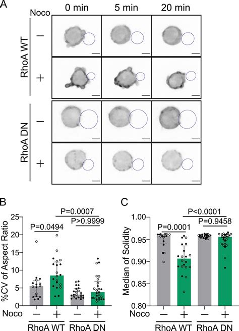 Figures And Data In Microtubules Restrict F Actin Polymerization To The