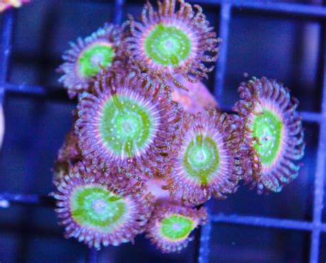 Rainbow Zoanthids Frag Box Corals