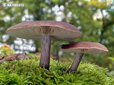 Shield Pluteus Pouzarianus Mushroom Photos Shield Pluteus