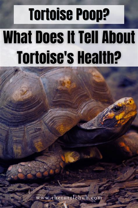 Tortoise Poop What It Tells About Tortoise S Health Artofit